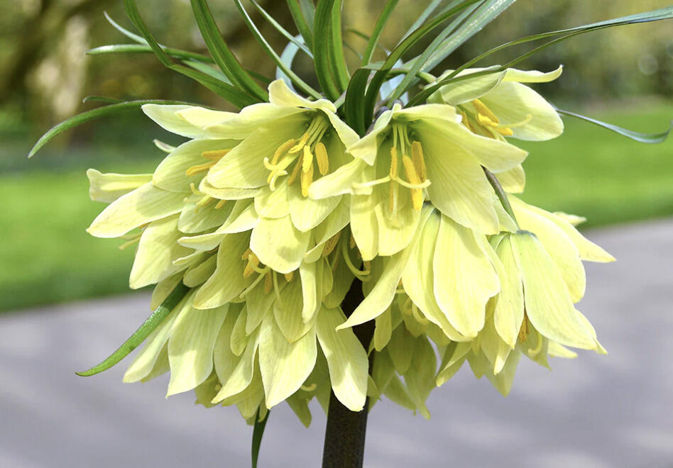 Řebčík raddeana - Fritillaria raddeana