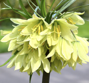 Řebčík raddeana - Fritillaria raddeana