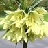 Fritillaria raddeana.png