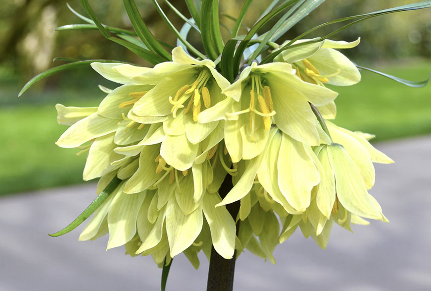 Řebčík raddeana - Fritillaria raddeana