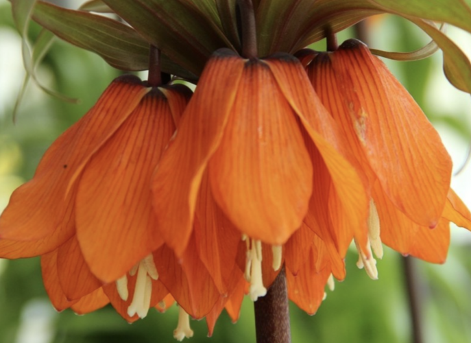 Řebčík 'Sunset' - Fritillaria inodora 'Sunset'