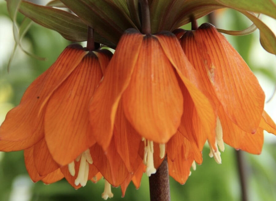 Řebčík 'Sunset' - Fritillaria inodora 'Sunset'