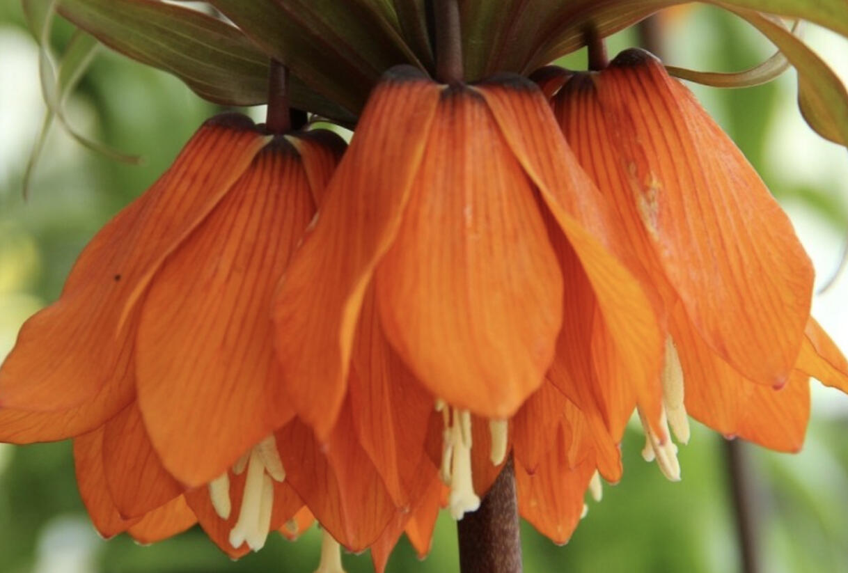 Řebčík 'Sunset' - Fritillaria inodora 'Sunset'