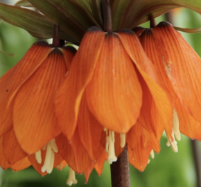 Řebčík 'Sunset' - Fritillaria inodora 'Sunset'