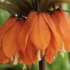 Fritillaria inodora 'Sunset'.png