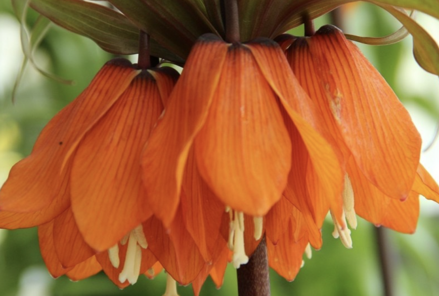 Řebčík 'Sunset' - Fritillaria inodora 'Sunset'