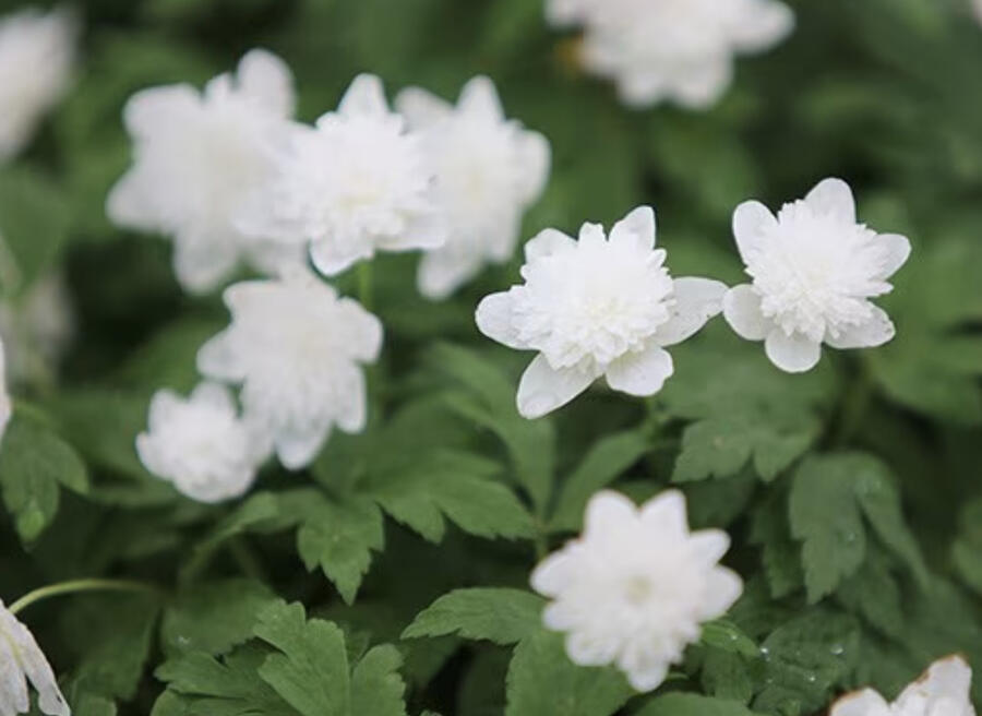 Sasanka hajní 'Vestal' - Anemone nemorosa 'Vestal'