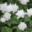 Sasanka hajní 'Vestal' - Anemone nemorosa 'Vestal'