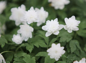 Sasanka hajní 'Vestal' - Anemone nemorosa 'Vestal'