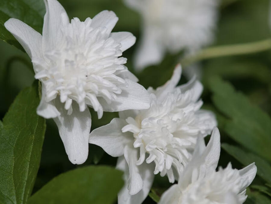 Sasanka hajní 'Vestal' - Anemone nemorosa 'Vestal'