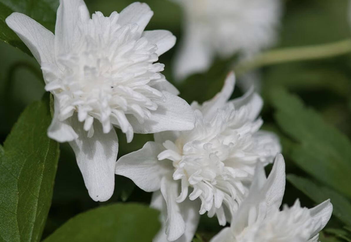 Sasanka hajní 'Vestal' - Anemone nemorosa 'Vestal'