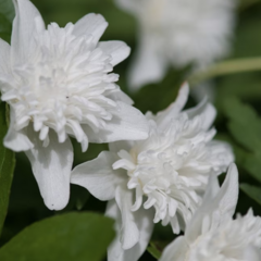 Sasanka hajní 'Vestal' - Anemone nemorosa 'Vestal'