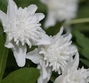 Sasanka hajní 'Vestal'