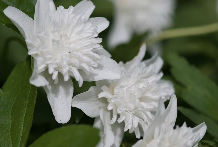 Sasanka hajní 'Vestal' - Anemone nemorosa 'Vestal'