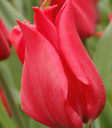 Tulipán liliovitý 'Pretty Woman'® - Tulipa Lily Flowering 'Pretty Woman'®
