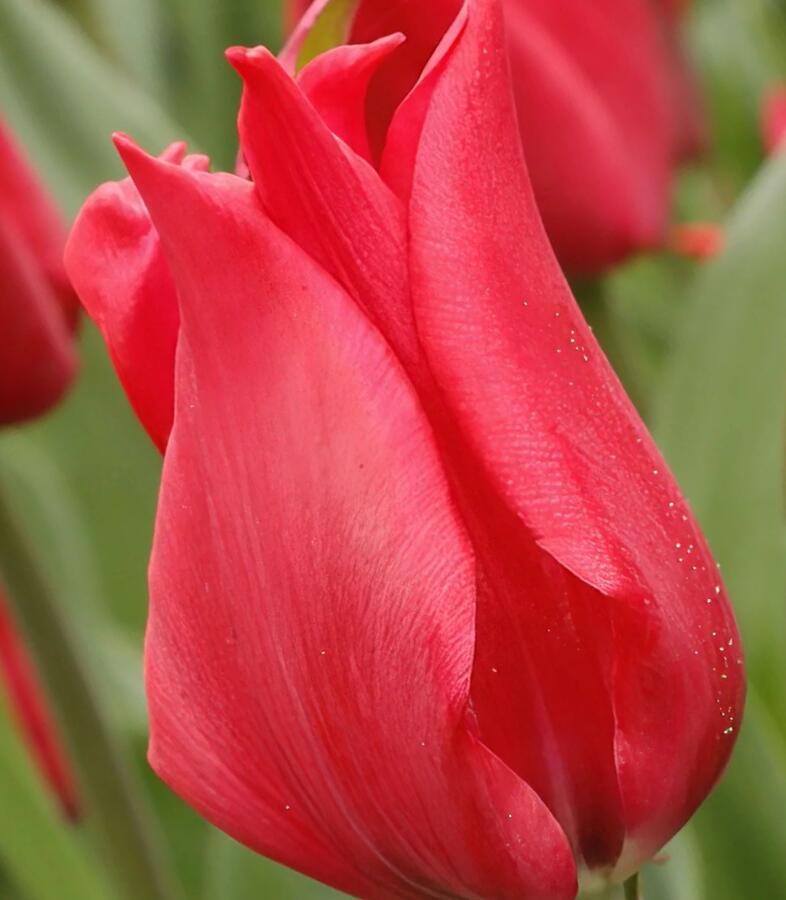 Tulipán liliovitý 'Pretty Woman'® - Tulipa Lily Flowering 'Pretty Woman'®