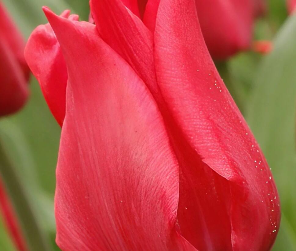 Tulipán liliovitý 'Pretty Woman'® - Tulipa Lily Flowering 'Pretty Woman'®