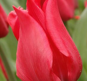 Tulipán liliovitý 'Pretty Woman'®