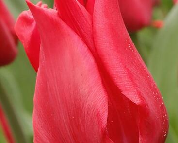 Tulipán liliovitý 'Pretty Woman'®