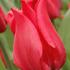 Tulipa Lily Flowering 'Pretty Woman'®.jpg