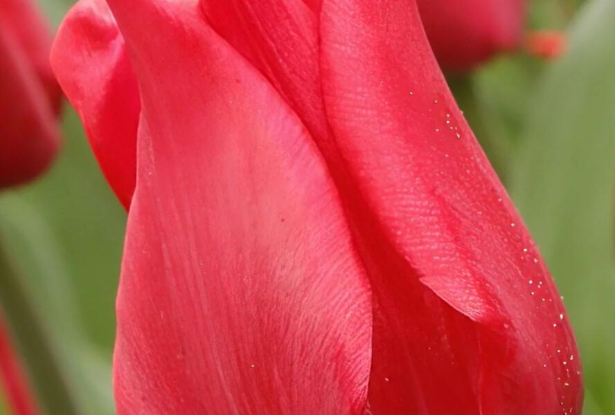 Tulipán liliovitý 'Pretty Woman'® - Tulipa Lily Flowering 'Pretty Woman'®