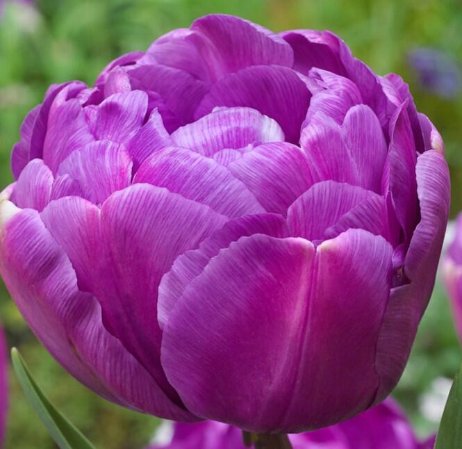 Tulipán plnokvětý pozdní 'Blue Diamond' - Tulipa Double Late 'Blue Diamond'