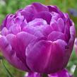 Tulipán plnokvětý pozdní 'Blue Diamond' - Tulipa Double Late 'Blue Diamond'
