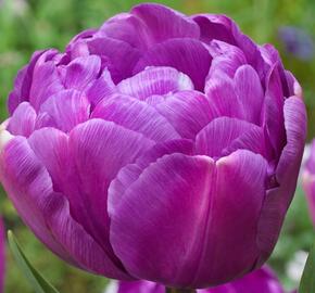 Tulipán plnokvětý pozdní 'Blue Diamond'