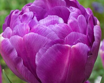 Tulipán plnokvětý pozdní 'Blue Diamond'