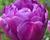 Tulipán plnokvětý pozdní 'Blue Diamond'