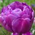 Tulipa Double Late 'Blue Diamond'.jpg