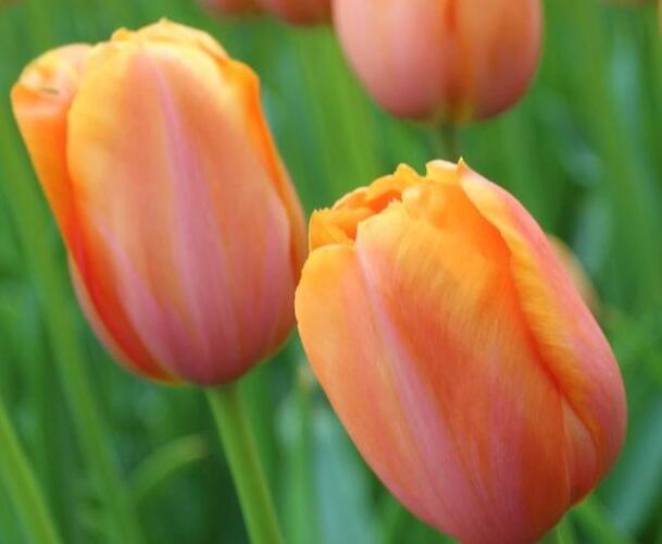 Tulipán jednoduchý pozdní 'Dordogne' - Tulipa Single Late 'Dordogne'