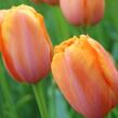 Tulipán jednoduchý pozdní 'Dordogne' - Tulipa Single Late 'Dordogne'