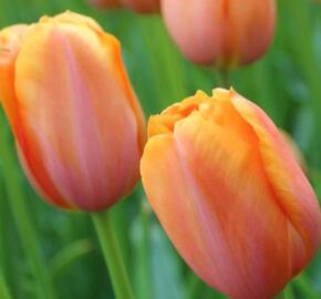 Tulipán jednoduchý pozdní 'Dordogne'