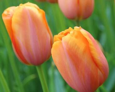 Tulipán jednoduchý pozdní 'Dordogne'