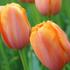 Tulipa Single Late 'Dordogne'.jpg