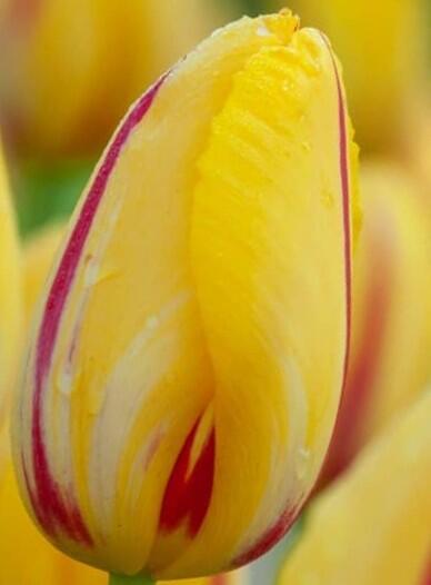 Tulipán jednoduchý pozdní 'La Courtine' - Tulipa Single Late 'La Courtine'