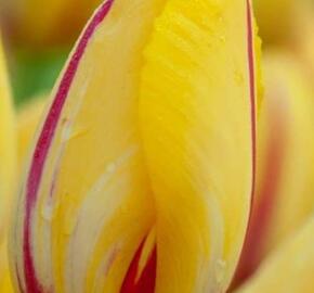 Tulipán pozdní 'La Courtine' - Tulipa Single Late 'La Courtine'