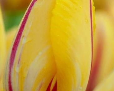 Tulipán jednoduchý pozdní 'La Courtine'