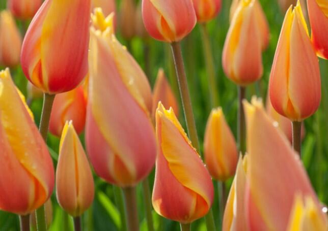 Tulipán jednoduchý pozdní 'Blushing Lady' - Tulipa Single Late 'Blushing Lady'