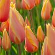 Tulipán jednoduchý pozdní 'Blushing Lady' - Tulipa Single Late 'Blushing Lady'