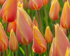 Tulipán jednoduchý pozdní 'Blushing Lady'
