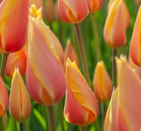 Tulipán jednoduchý pozdní 'Blushing Lady'