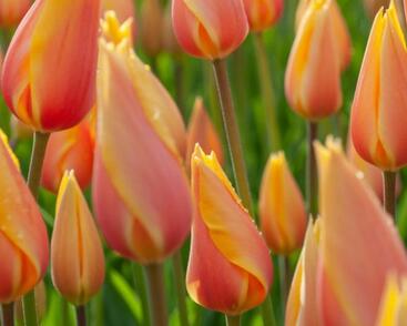 Tulipán jednoduchý pozdní 'Blushing Lady'