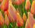 Tulipán jednoduchý pozdní 'Blushing Lady'