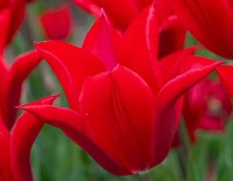 Tulipán Triumph 'Pieter de Leur' - Tulipa Triumph 'Pieter de Leur'