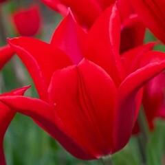 Tulipán Triumph 'Pieter de Leur' - Tulipa Triumph 'Pieter de Leur'