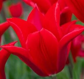 Tulipán Triumph 'Pieter de Leur'