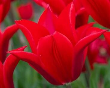 Tulipán Triumph 'Pieter de Leur'