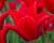 Tulipán Triumph 'Pieter de Leur'